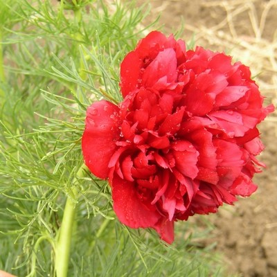 tenuifolia Plena