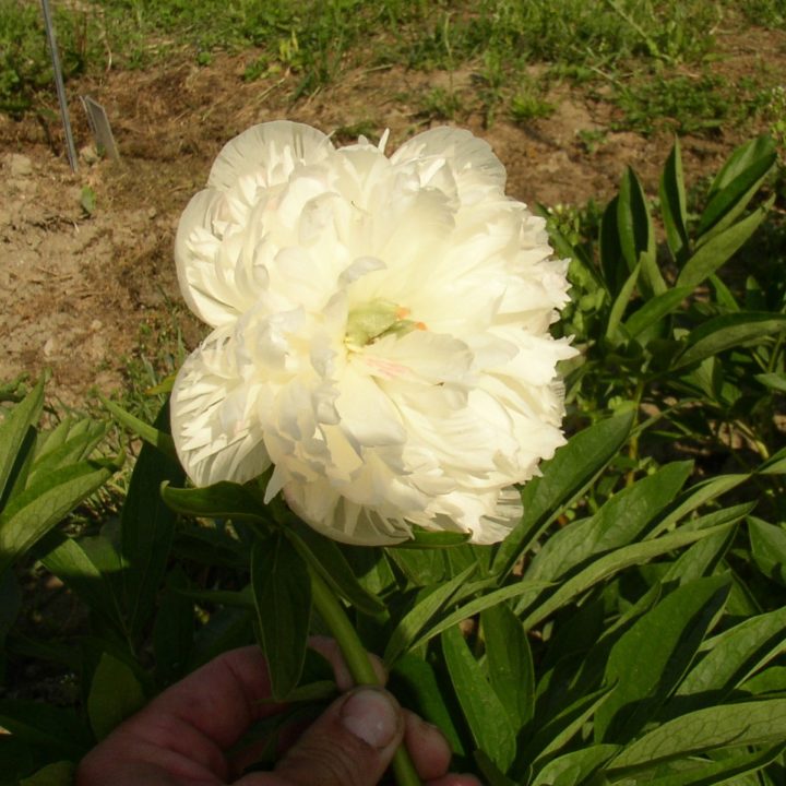 Officinalis alba plena