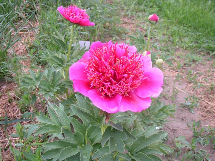 offic. Anemoneflora plena