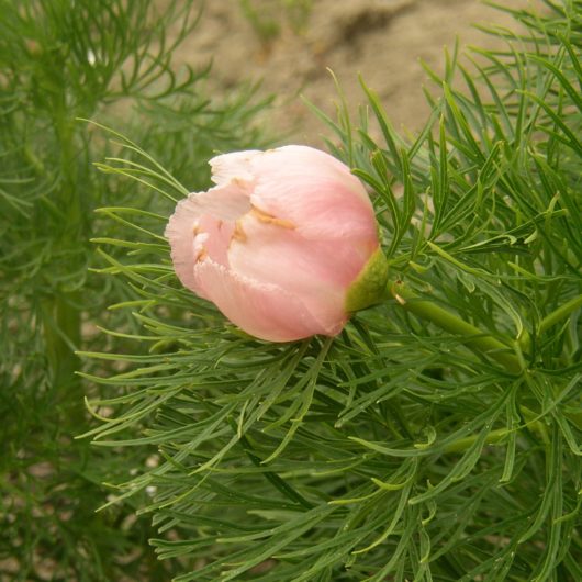 tenuifolia rosea