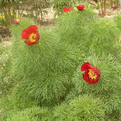 Tenuifolia (Einfach)