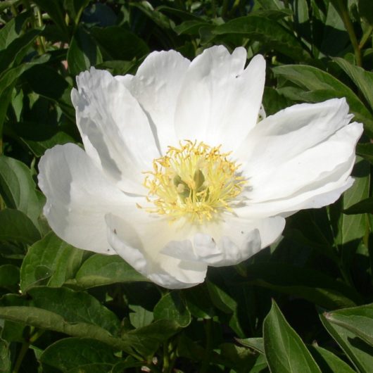 lactiflora Wildform