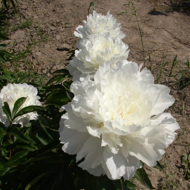 Shirley Temple