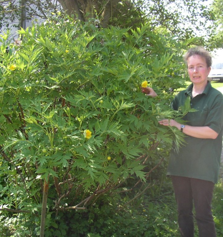 LUTEA var.ludlowii