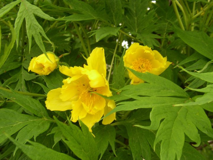 LUTEA var.ludlowii