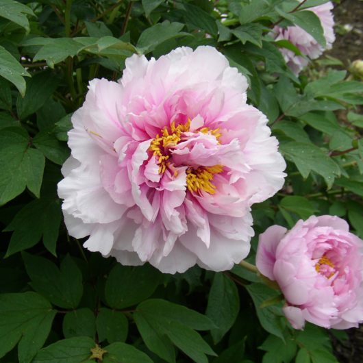 DUCHESSE DE MORNY 3j