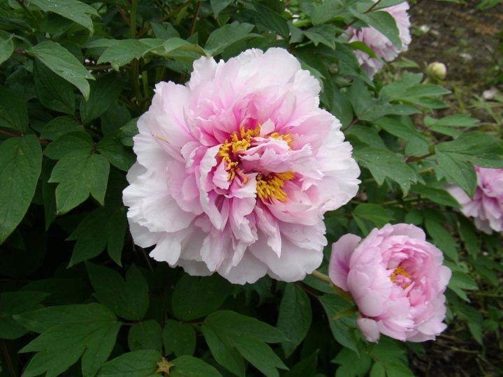 DUCHESSE DE MORNY 3j