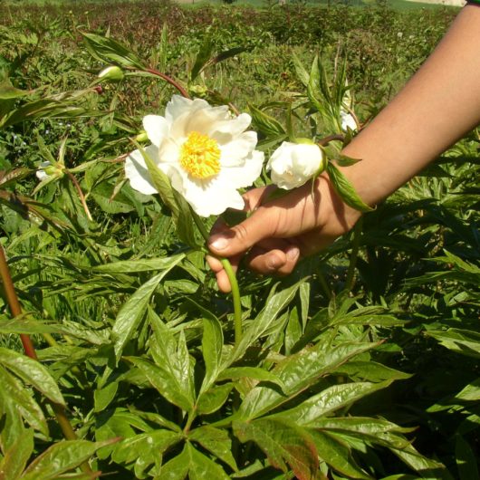 Early windflower