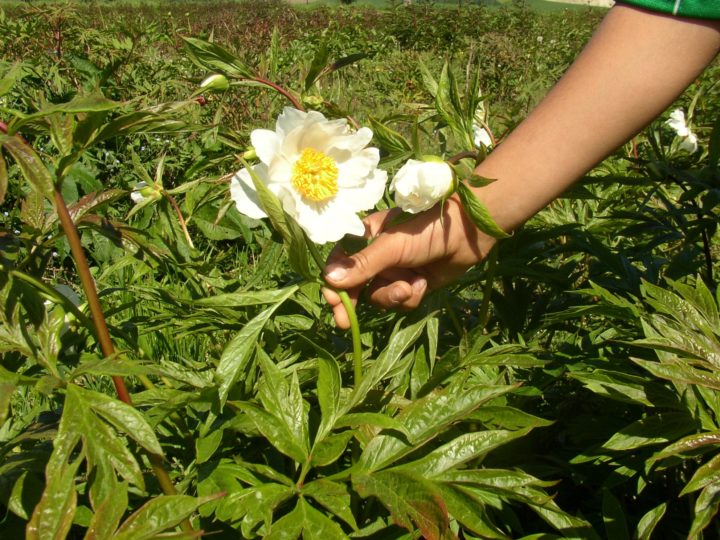 Early windflower