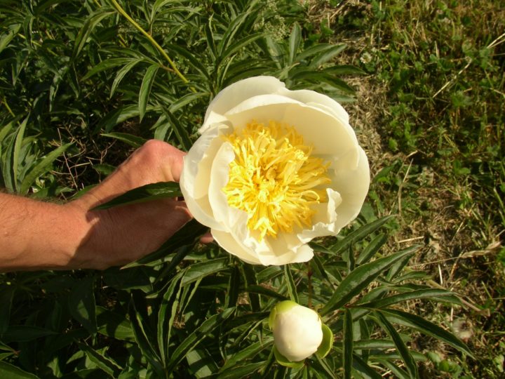 Lotus Queen