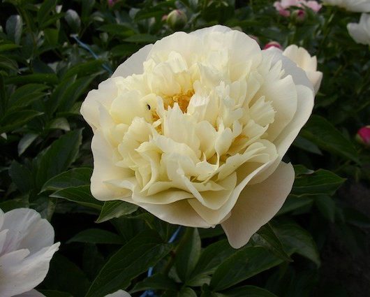 04-11