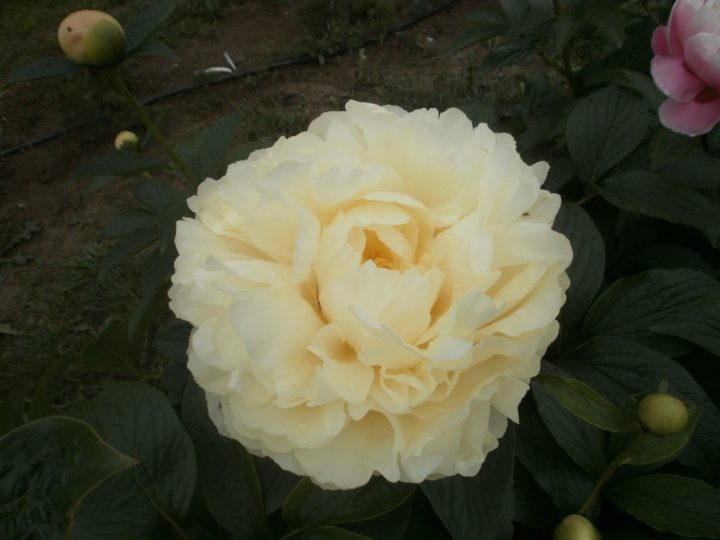 2007_03
