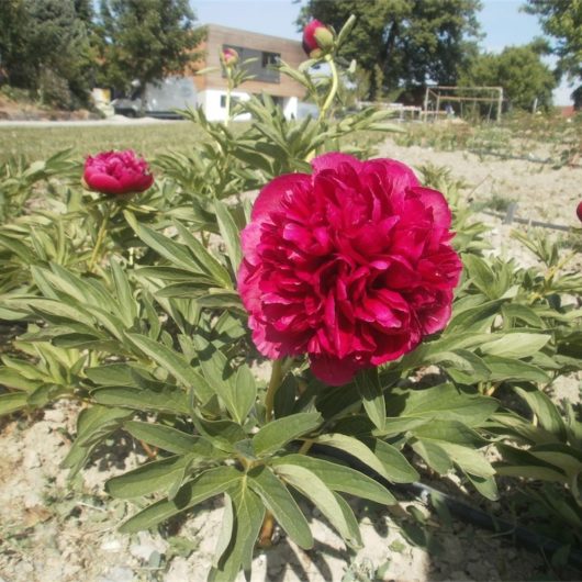 Officinalis Rot