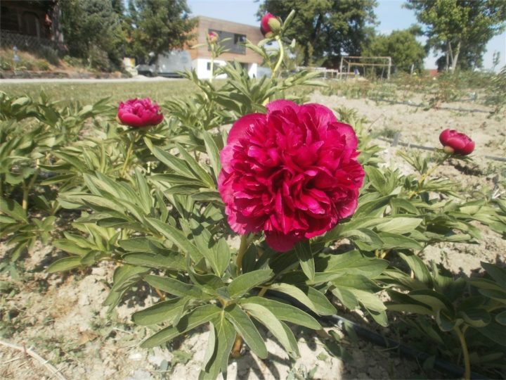 Officinalis Rot