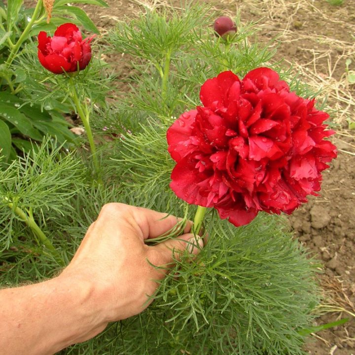 tenuifolia Plena