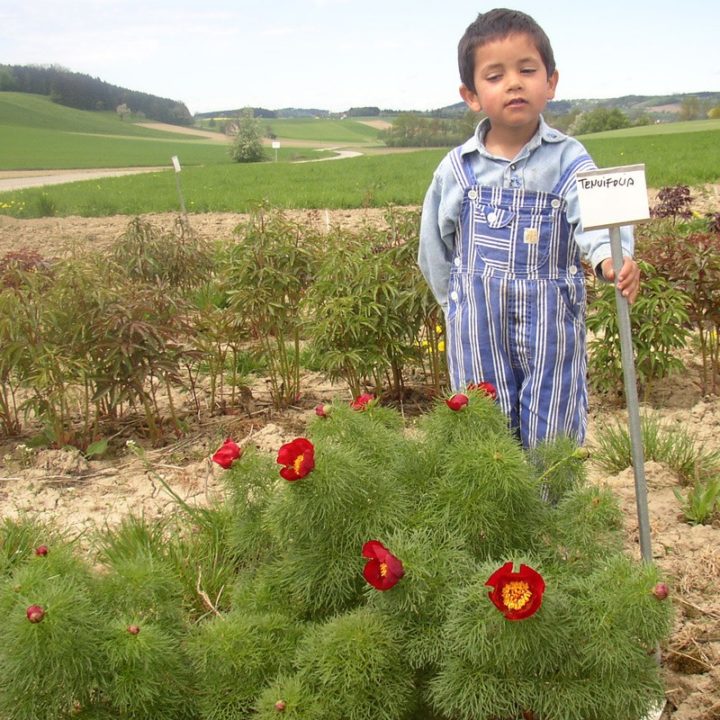 Tenuifolia (Einfach)