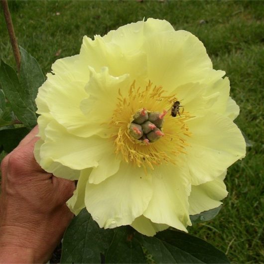 GARDEN Treasure