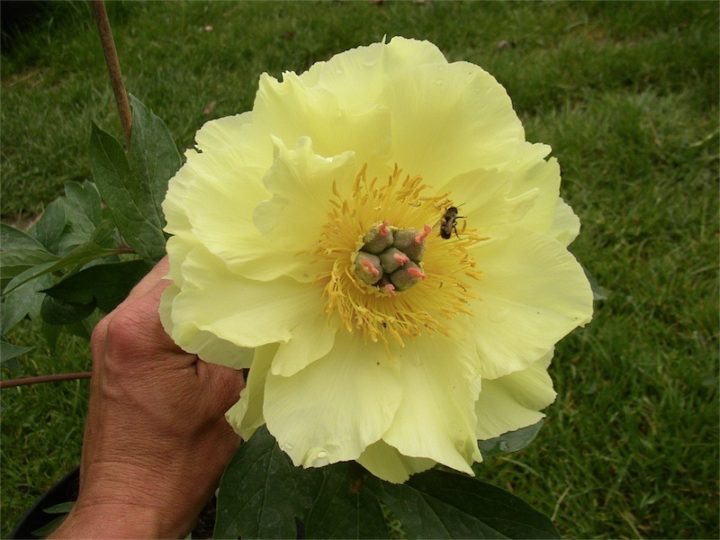 GARDEN Treasure