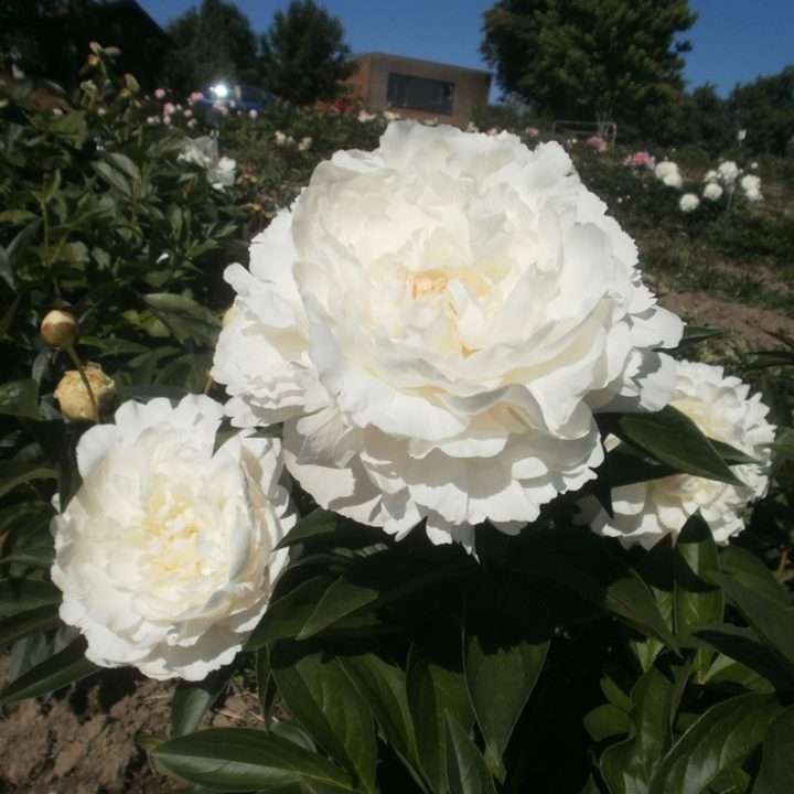 Alma Hansen