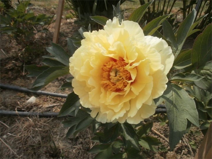 YELLOW DREAM