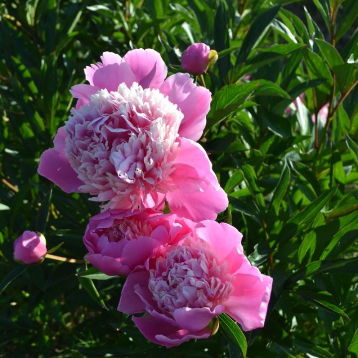 Edulis Superba