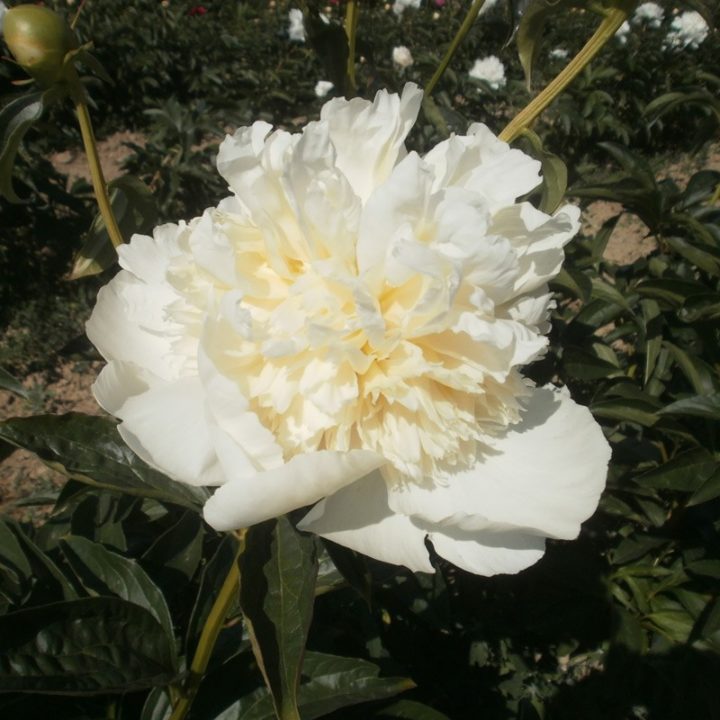 Duchesse de Nemours