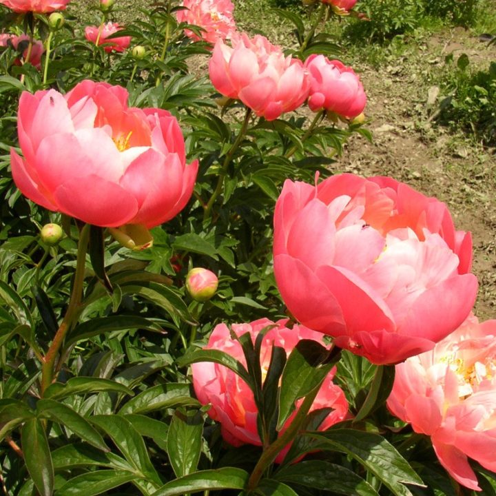 Pink Hawaian Coral