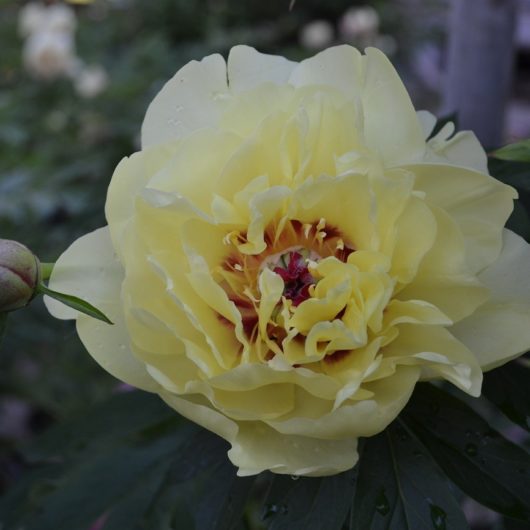 YELLOW WATERLILY