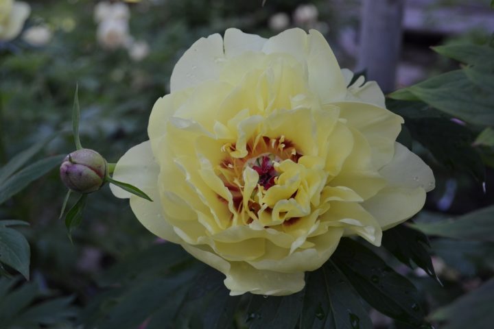 YELLOW WATERLILY