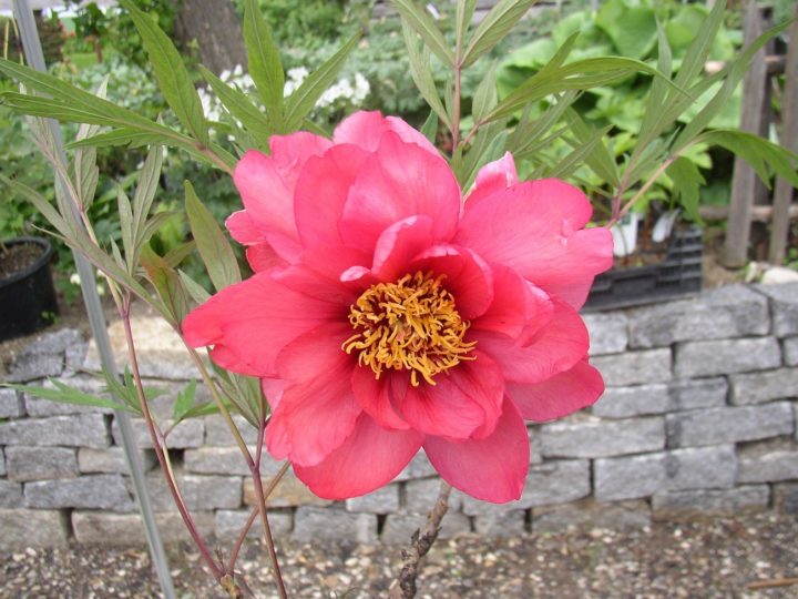 Rose Flame 3jV