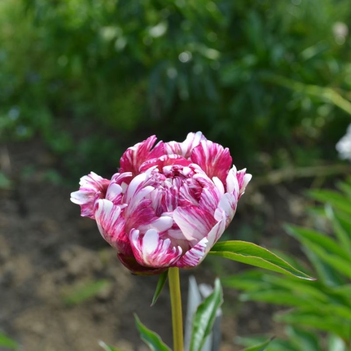 Candy Stripe – Bild 2