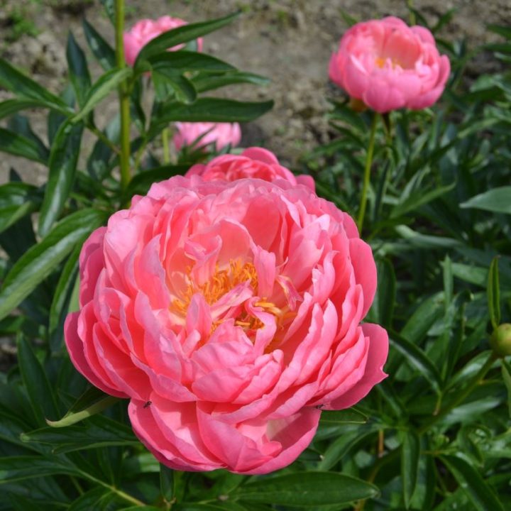 Coral Charme