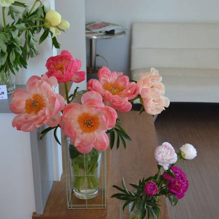 Coral Charme – Bild 2