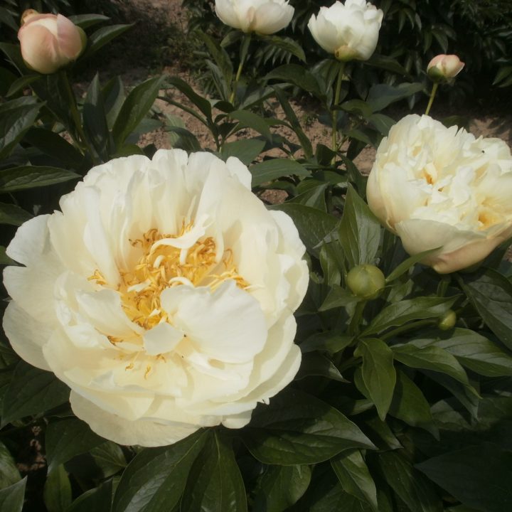 SALOME (2005_18) kw
