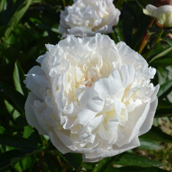Florence Nicholls Kw