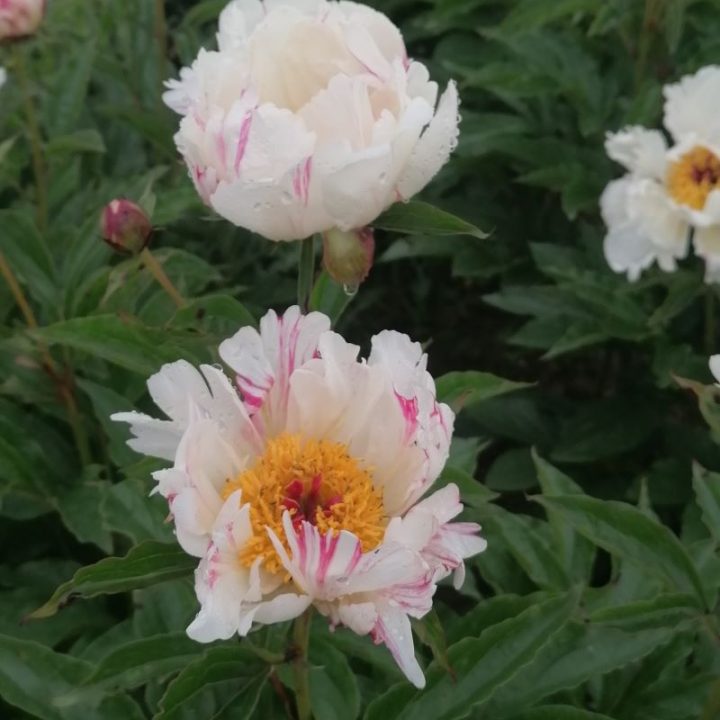 Papagena 2002_08