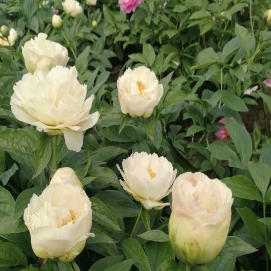 Arabella (2008_07)