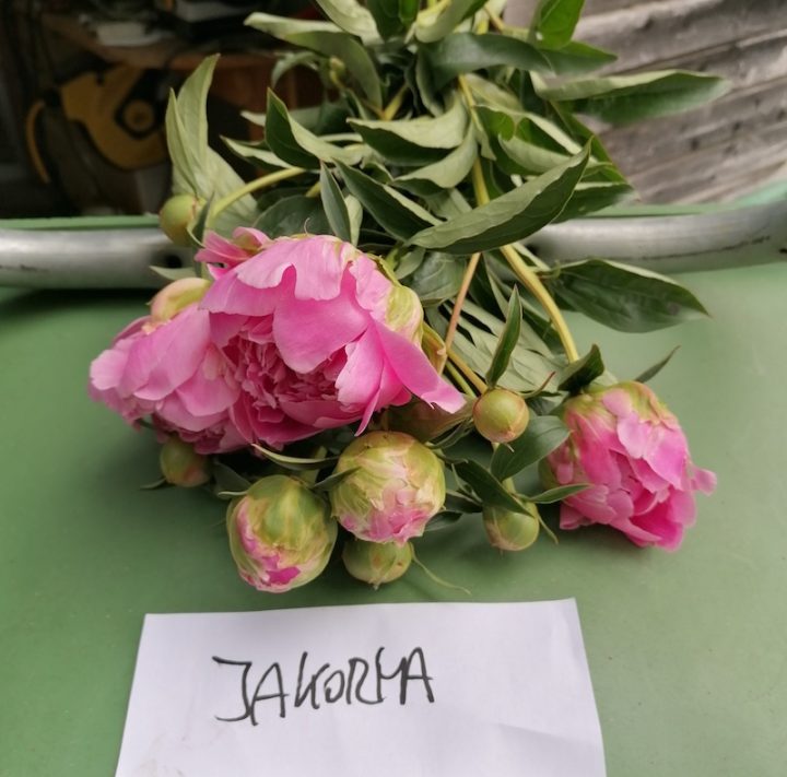 Jacorma KW